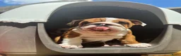 English Bulldog dogs for sale: Beautifully bred English bulldogs  - Advert 3