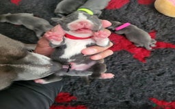 Staffordshire Bull Terrier dogs for sale: 🐶 KC Reg Staffordshire Bull Terrier Puppies 🐶 - Image 21