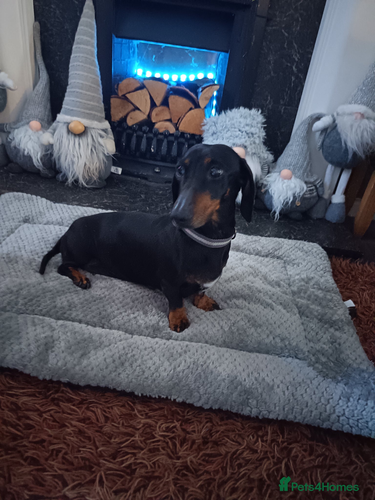 Dachshund dogs Female dachshund, beautiful girl,kc registered.  - Advert 8