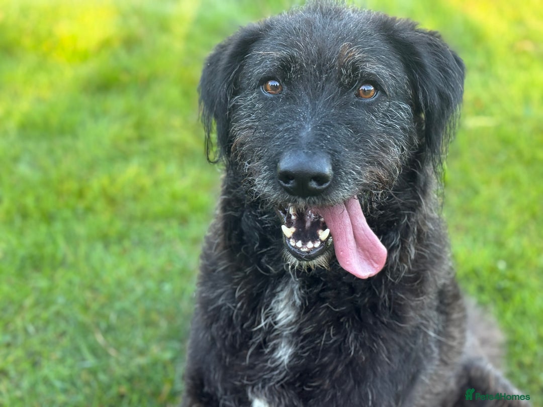 Mixed Breed dogs for adoption: Miro is desperate to find his special Person 💙 - Advert 9