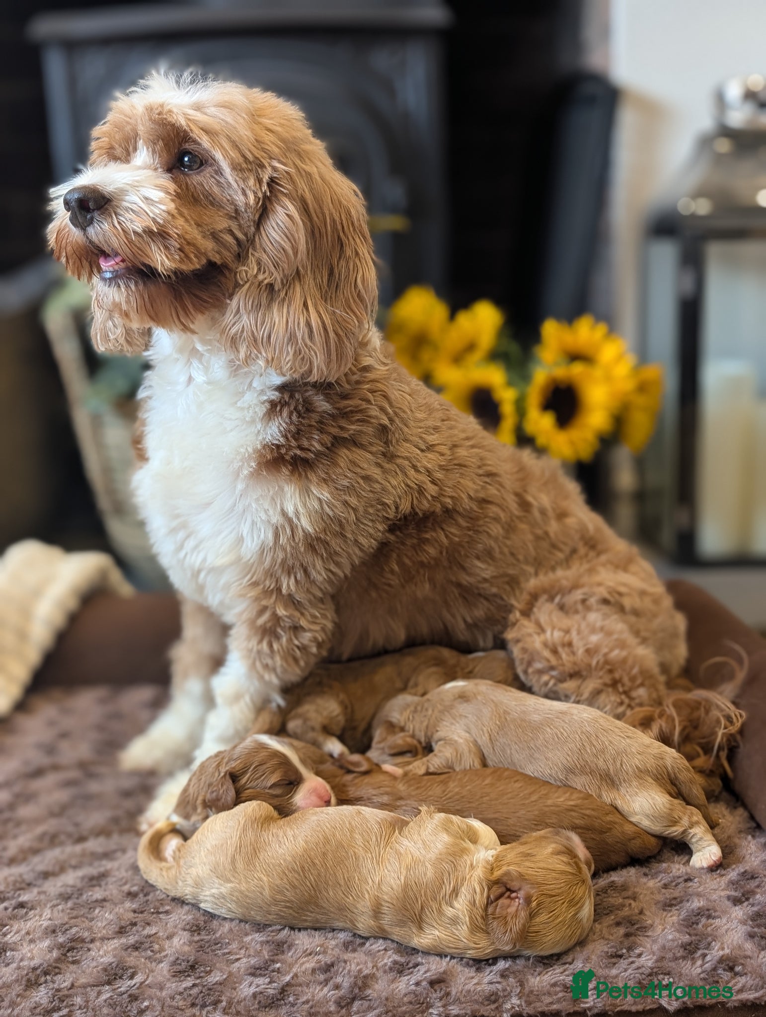 Cavapoo dogs ⭐⭐⭐⭐⭐ Adorable cavapoo puppies  - Advert 2