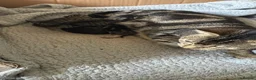 Mixed Breed cats for sale: 5 kittens - Advert 1