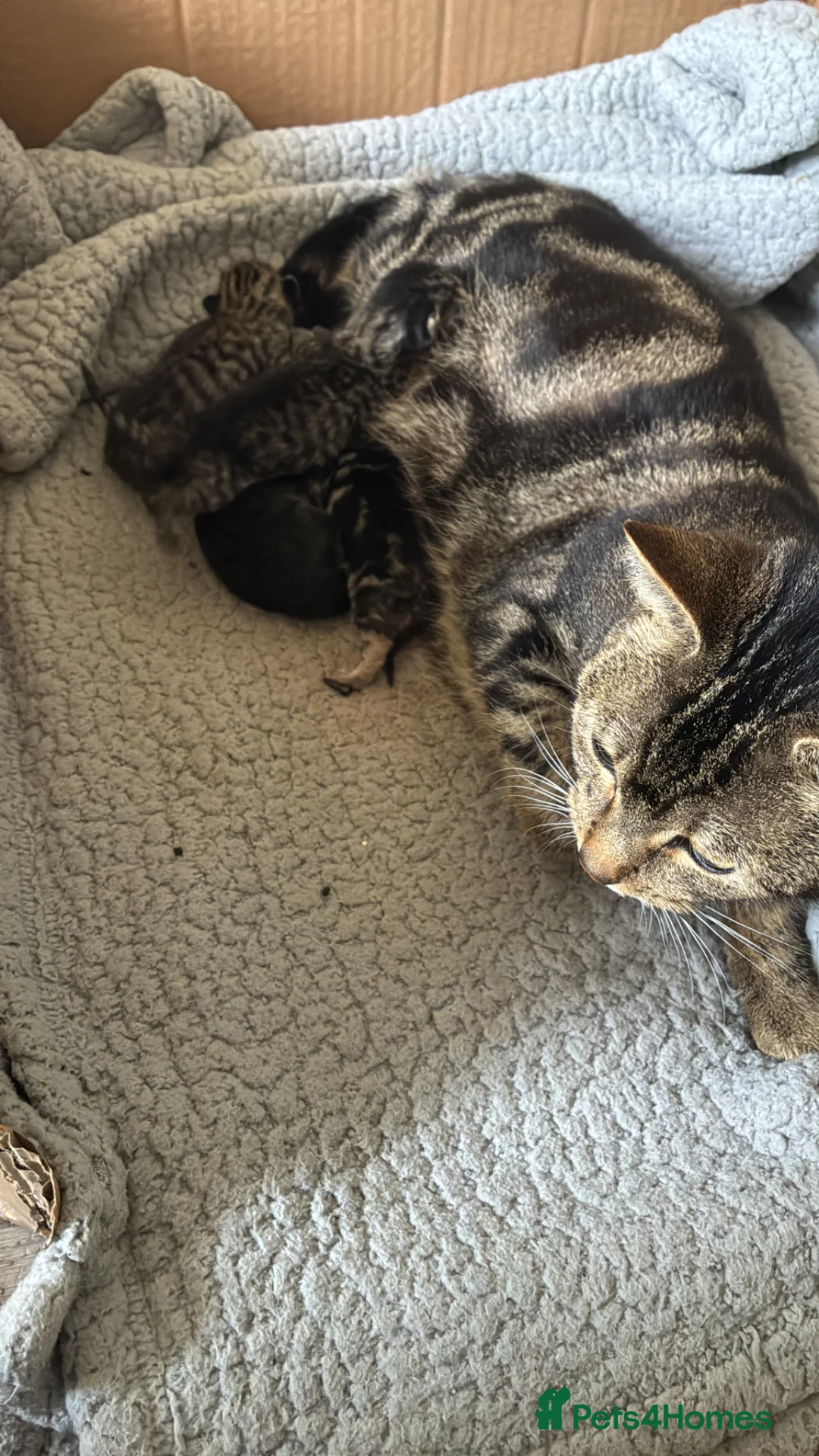 Mixed Breed cats for sale: 5 kittens - Advert 1