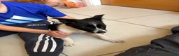 Border Collie dogs for sale: Lovely board collies in Denbigh - Advert 3