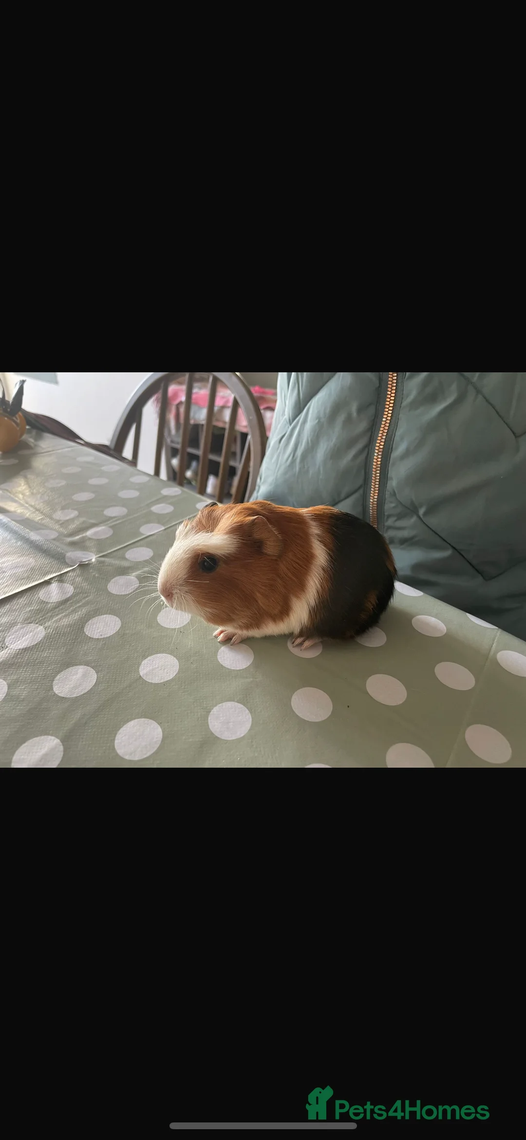 Guinea Pig rodents for sale: Two male baby guinea pigs, super friendly!  - Advert 3