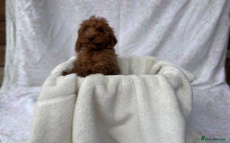 Cockapoo dogs for sale: F1 fox red cockapoos mixed littler new ad   - Image 19