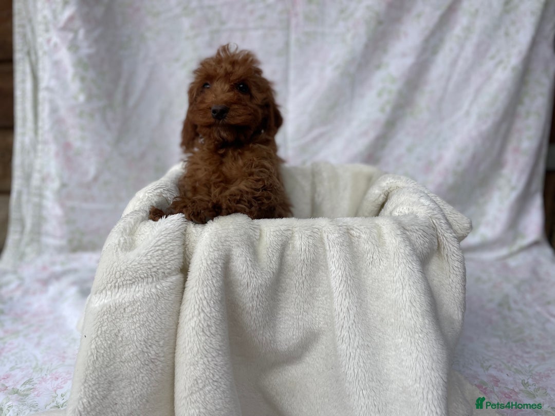 Cockapoo dogs for sale: F1 fox red cockapoos mixed littler new ad   - Image 19