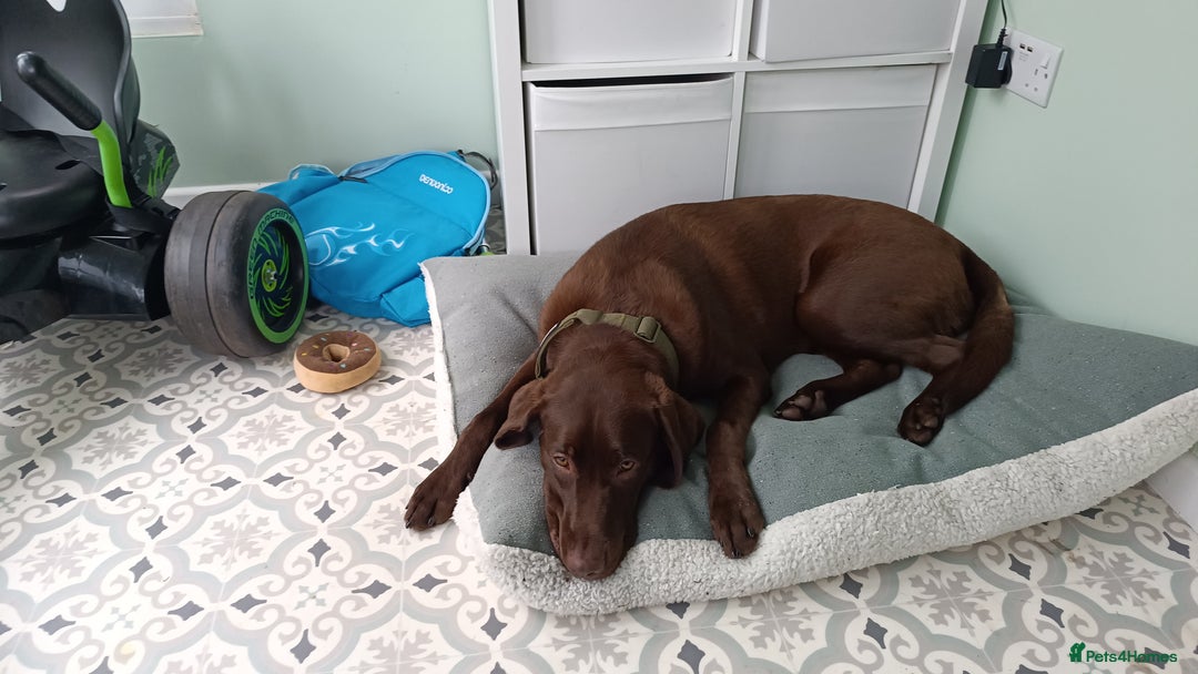 Labrador Retriever dogs for sale: Female Labrador 10 months old  - Image 2