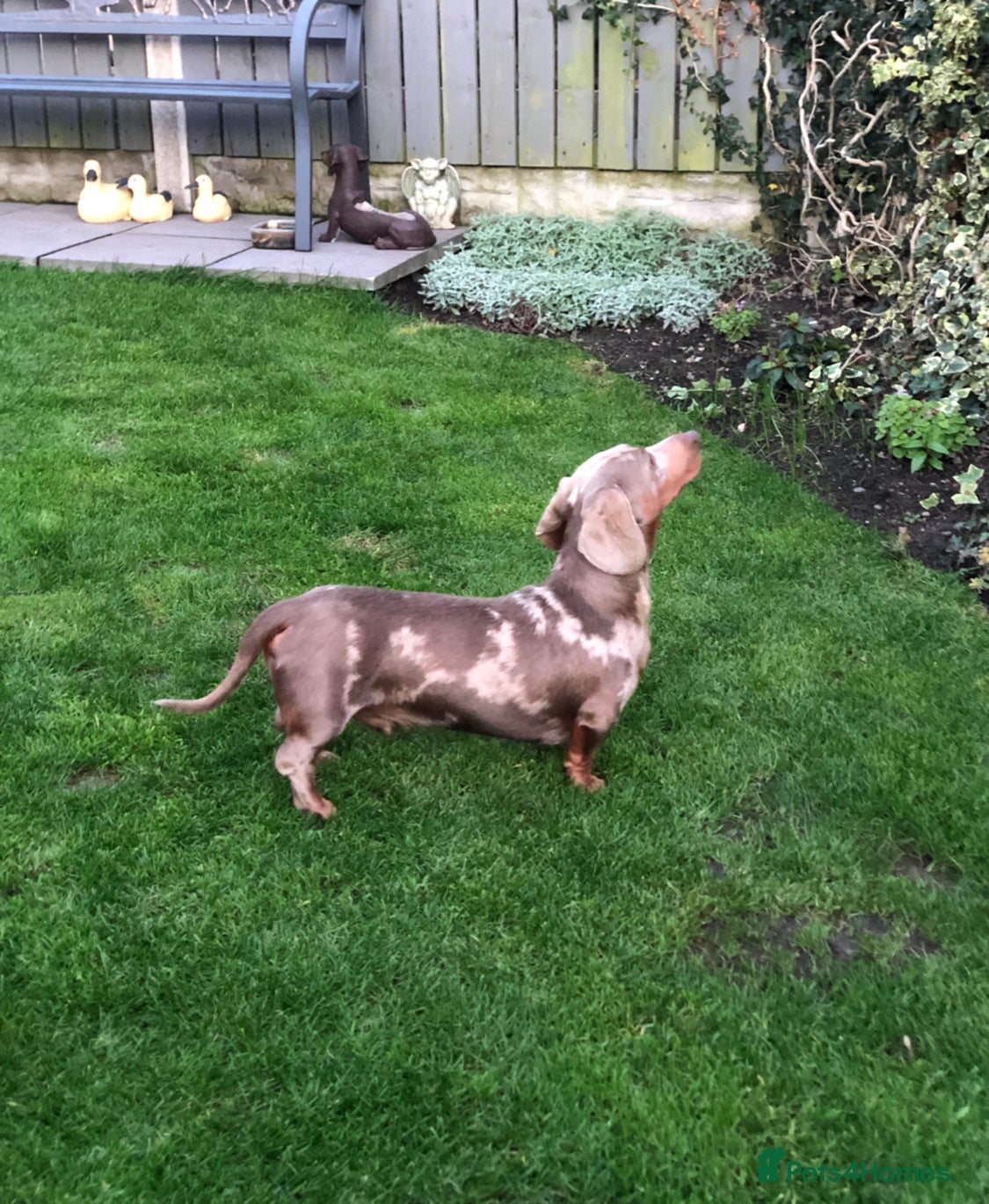 Miniature Dachshund dogs Handsome Isabella tan miniature dachshund  in Maryport - Advert 7