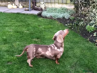 Miniature Dachshund dogs Handsome Isabella tan miniature dachshund in Maryport - Advert 19