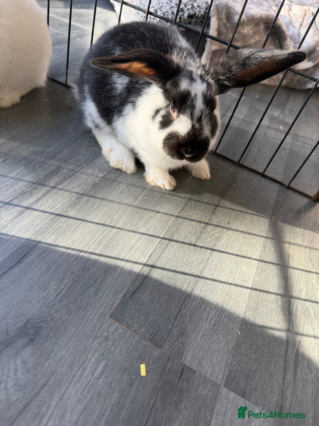 Mixed Breed rabbits for sale: Baby male rabbits  - Advert 3