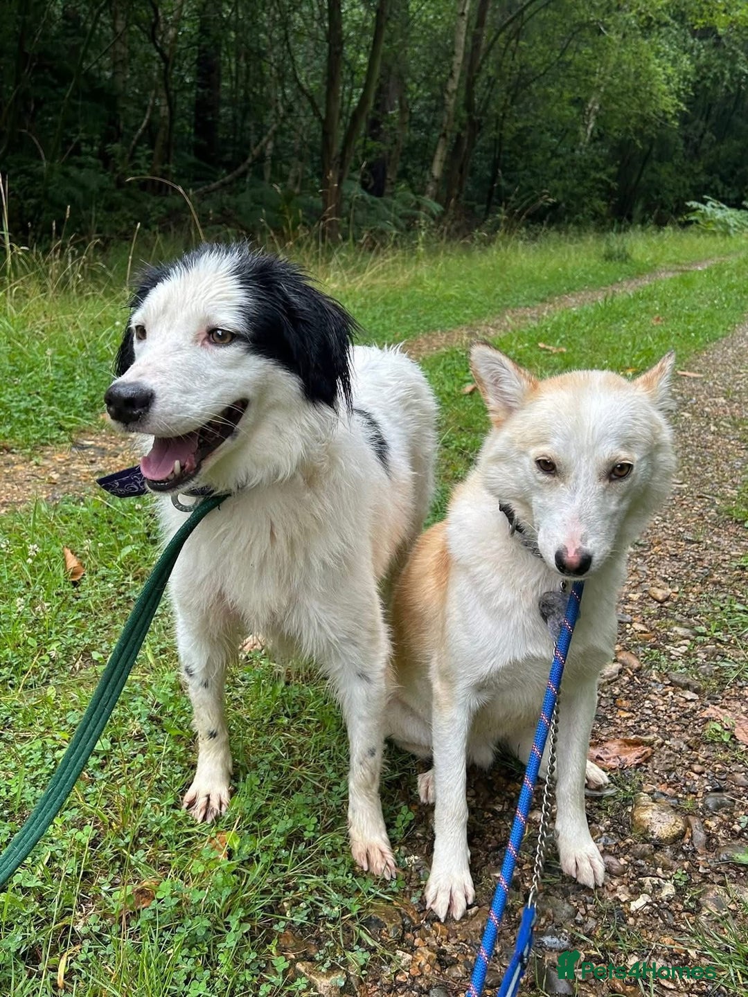 Mixed Breed dogs for adoption: Spotty - Norwich Norfolk  - Image 7