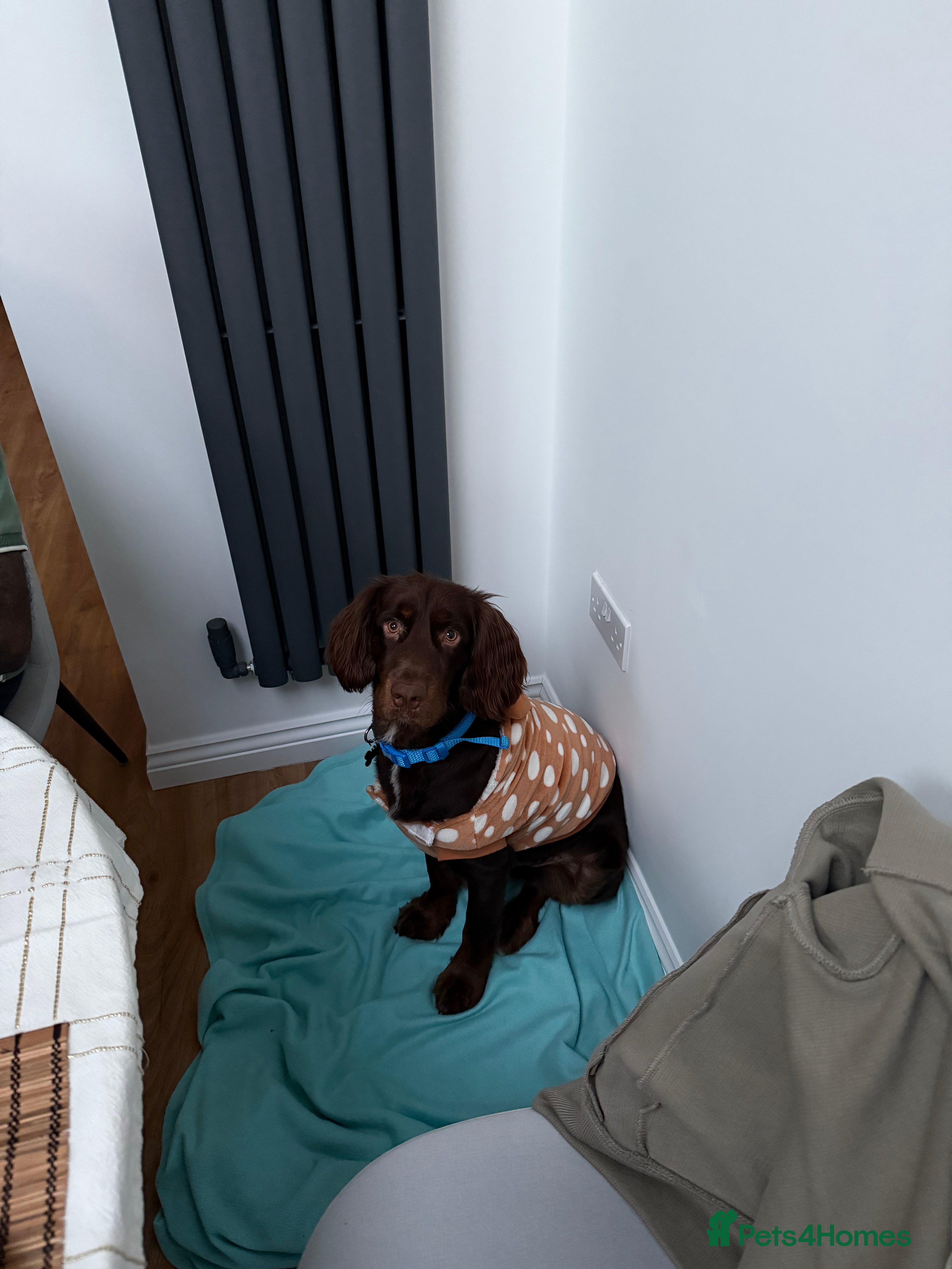 Mixed Breed dogs Rehoming Cocker Spaniel in Leighton Buzzard - Advert 1