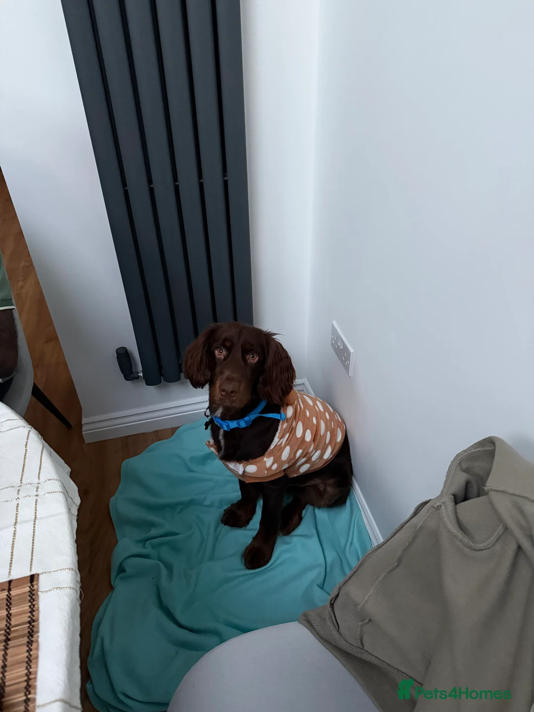 Mixed Breed dogs for sale: Rehoming Cocker Spaniel in Leighton Buzzard - Advert 1