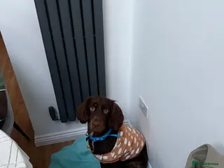 Mixed Breed dogs Rehoming Cocker Spaniel in Leighton Buzzard - Advert 1