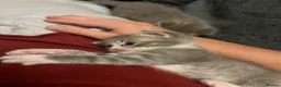 Mixed Breed cats for sale: 2 beautiful male kittens.  - Advert 9
