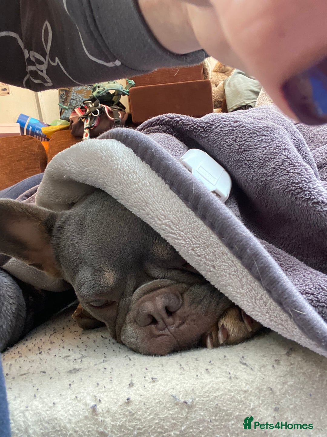 French Bulldog dogs for sale: Our Beautiful blue and tan girl needs rehoming - Advert 2