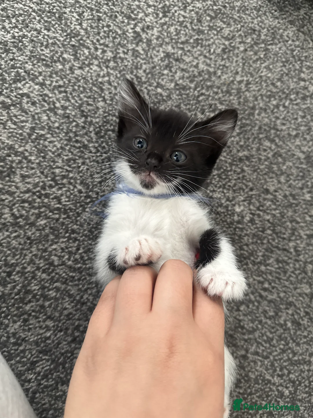 Mixed Breed cats for sale: Baby kittens  in Wigan - Advert 5