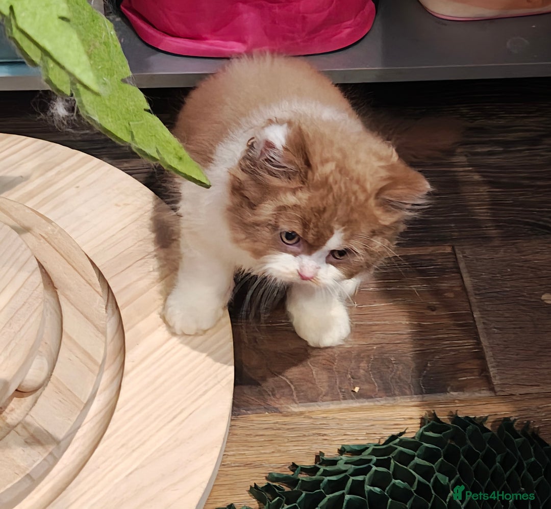 British Longhair cats for sale: Cinnamon bi colour longhair  - Image 7