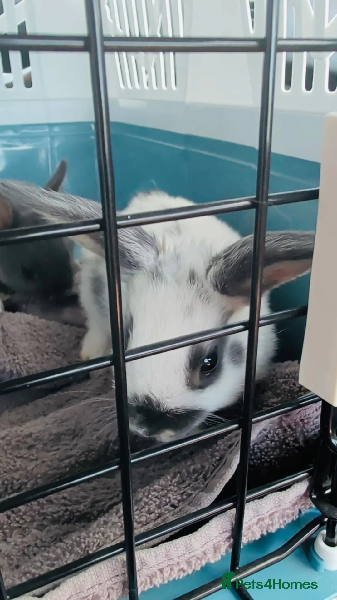 Netherland Dwarf rabbits for sale: 2 bunnies  in Cambridge - Advert 4
