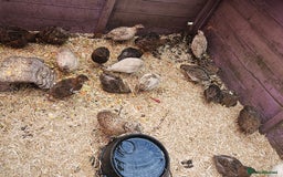 Quail poultry for sale: 27 quail available hatched 2025 - Image 4