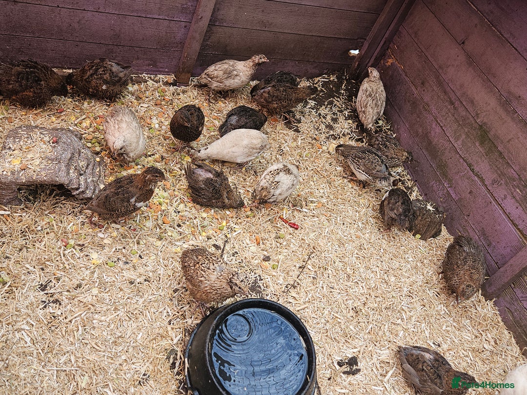 Quail poultry for sale: 27 quail available hatched 2025 - Image 4