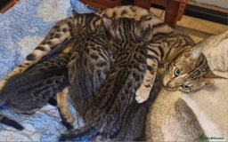 Bengal cats for sale: Bengal mix kittens for sale - Image 26