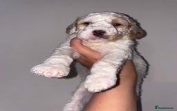 Australian Labradoodle dogs for sale: Australian Labradoodle Puppies – Ready Now🐶 - Image 14