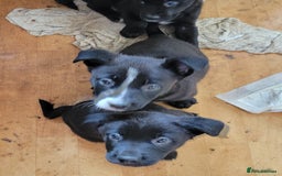 Mixed Breed dogs for sale: american akita cross puppies, 3 male 3 female - Advert 6