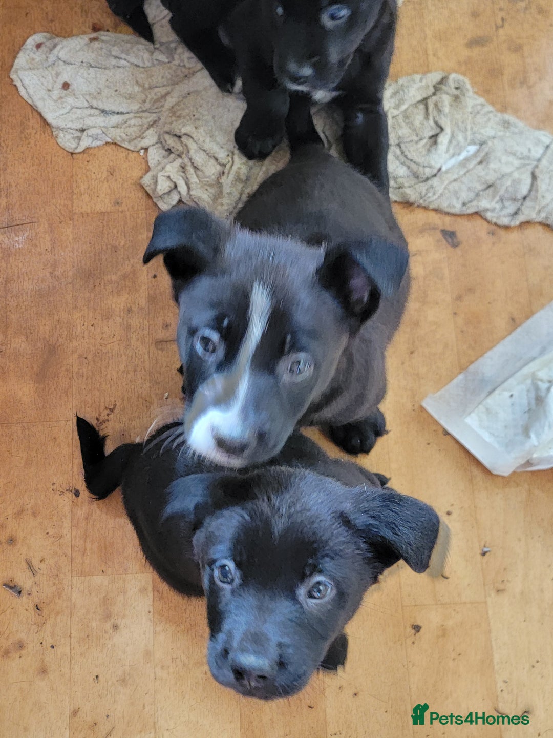 Mixed Breed dogs for sale: american akita cross puppies, 3 male 3 female - Advert 6