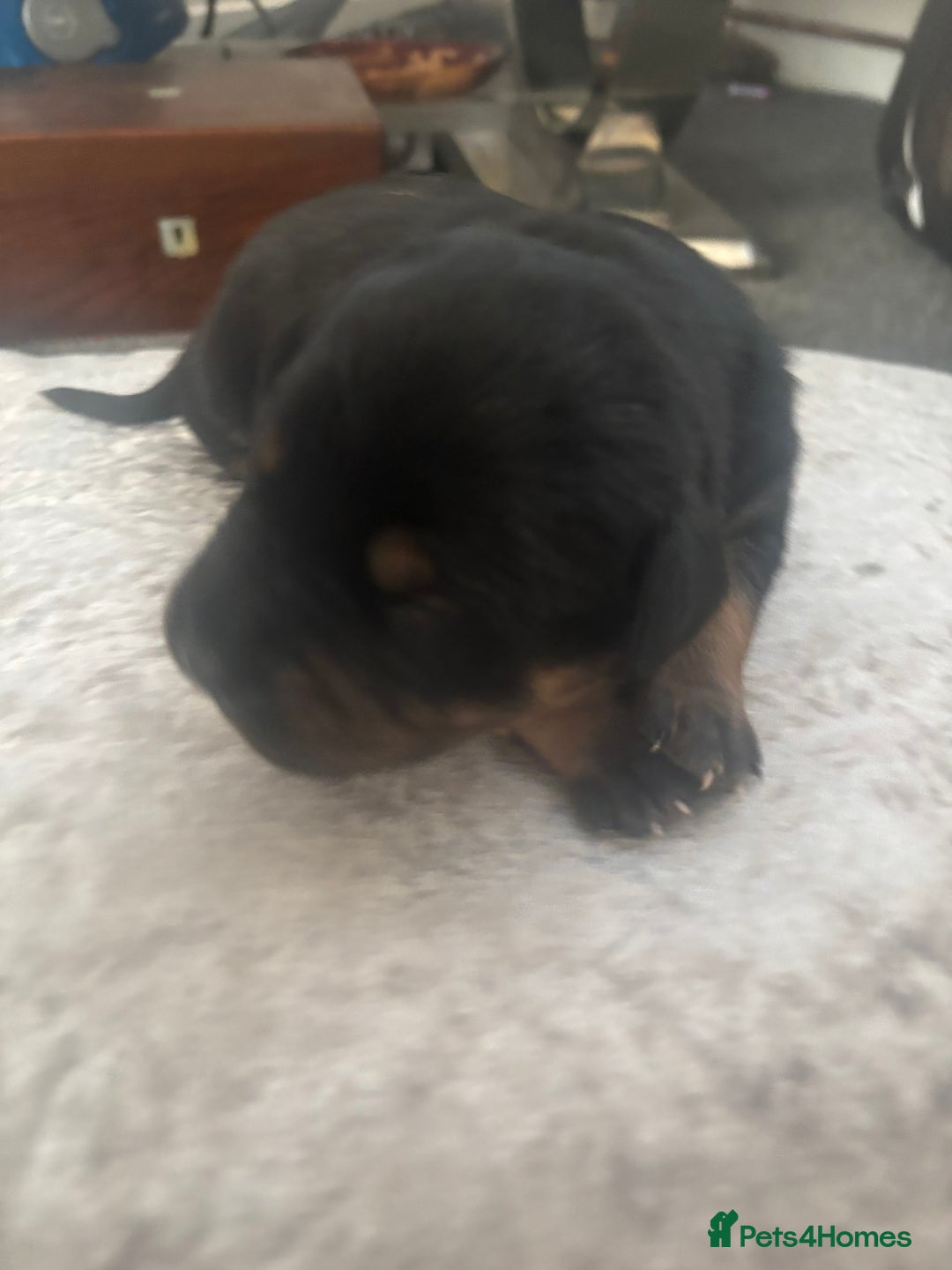 Mixed Breed dogs for sale: My surprise litter - Advert 6