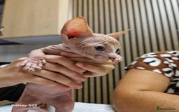 Sphynx cats for sale: Two beautiful little lions  - Advert 11