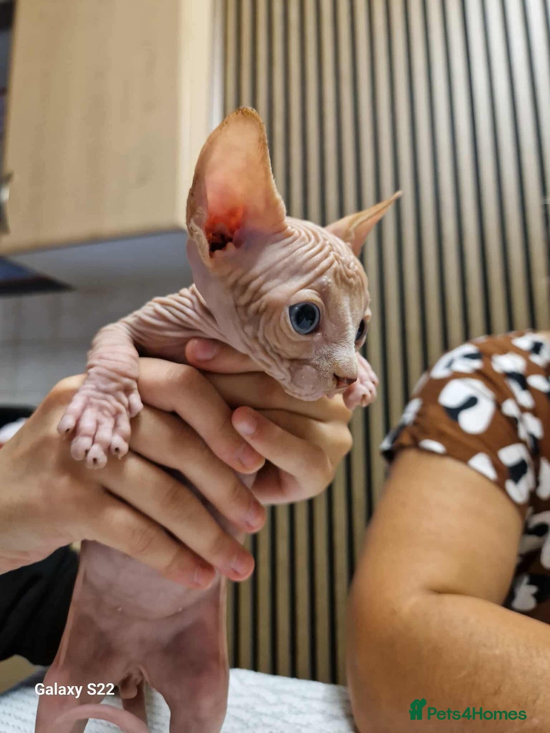 Sphynx cats for sale: Two beautiful little lions  - Advert 11