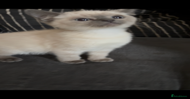 Nebelung cats Beautiful nebelung/ragdoll kittens  - Advert 15