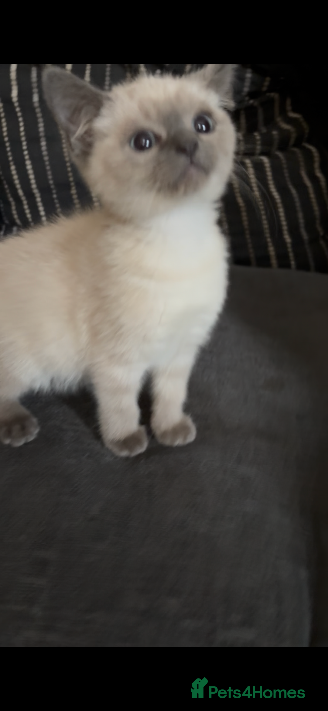 Nebelung cats for sale: Beautiful nebelung/ragdoll kittens  - Advert 3