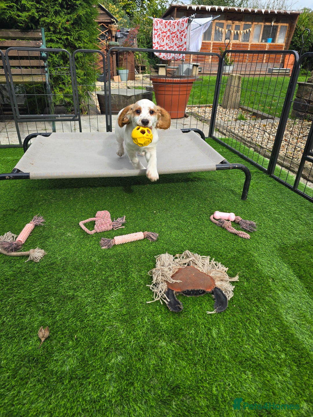 Sprocker dogs for sale: Hendrix the male sprocker available. - Image 6