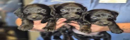 Doxiepoo dogs for sale: Doxiepoos for sale - Advert 10