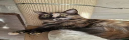 Maine Coon cats for sale: 3 maine coon kittens ready in Bury - Advert 6