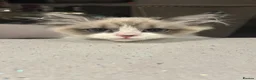 Ragdoll cats for stud: RAGDOLL STUD💙 - Advert 10