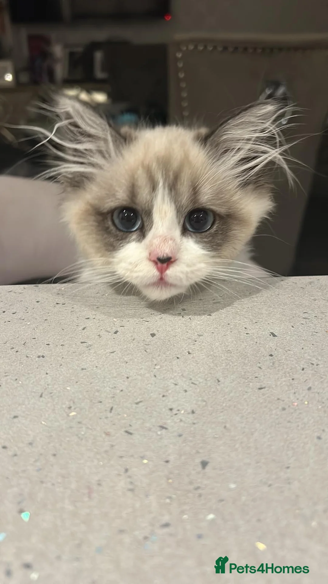 Ragdoll cats for stud: RAGDOLL STUD💙 - Advert 10