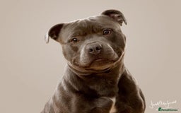 Staffordshire Bull Terrier dogs for stud: Blue staffy for stud in Bedford - Image 2