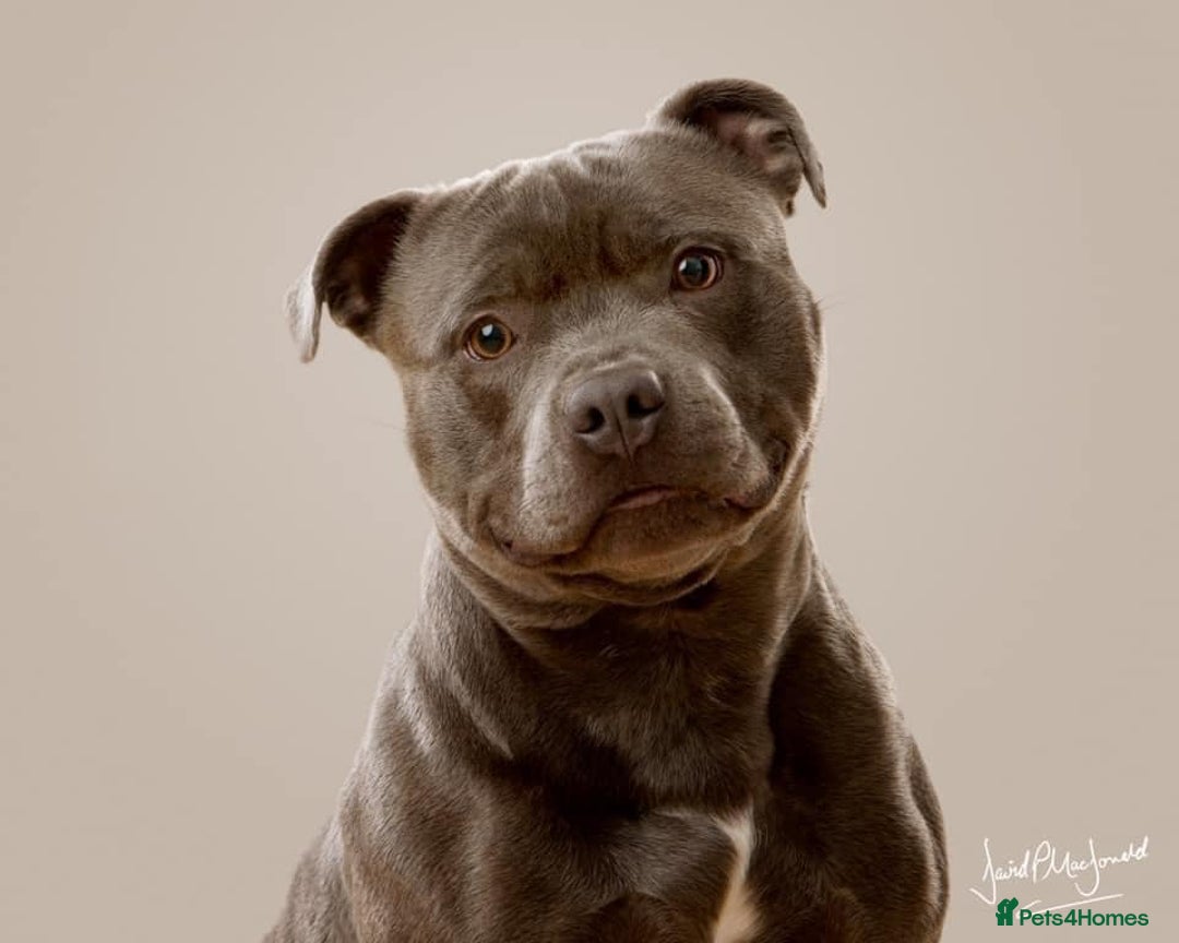 Staffordshire Bull Terrier dogs for stud: Blue staffy for stud in Bedford - Image 2