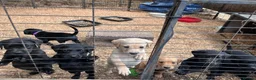 Labrador Retriever dogs for sale: KC Registered Black & Yellow Labrador Puppies - Advert 6