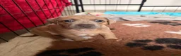 Mixed Breed dogs for sale: Miniature Dachshund X Staffy puppies - Advert 7