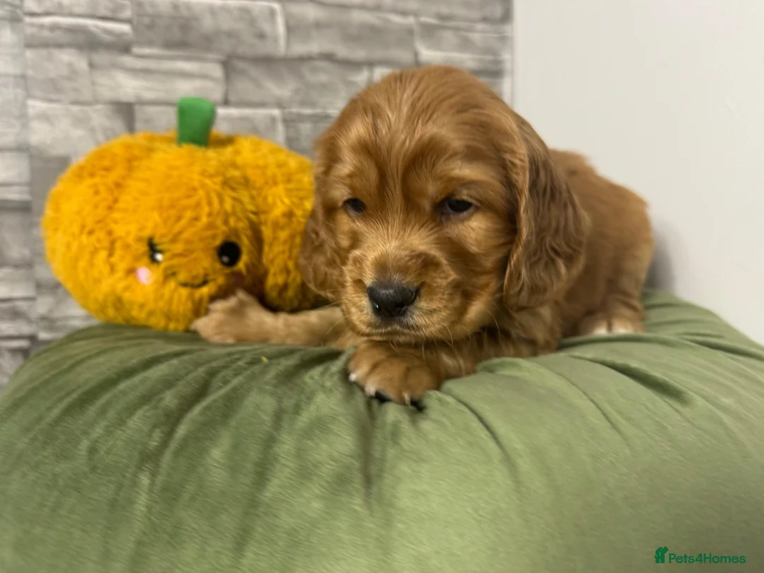 Cocker Spaniel dogs for sale: Cocker Spaniel Puppies - Advert 12