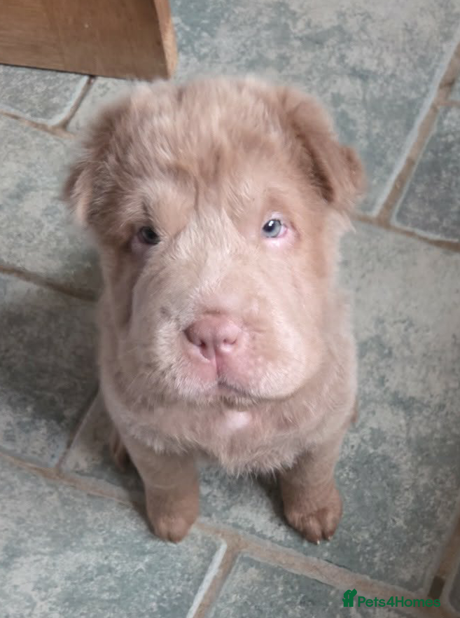 Shar Pei dogs 5 Shar peis - Advert 14