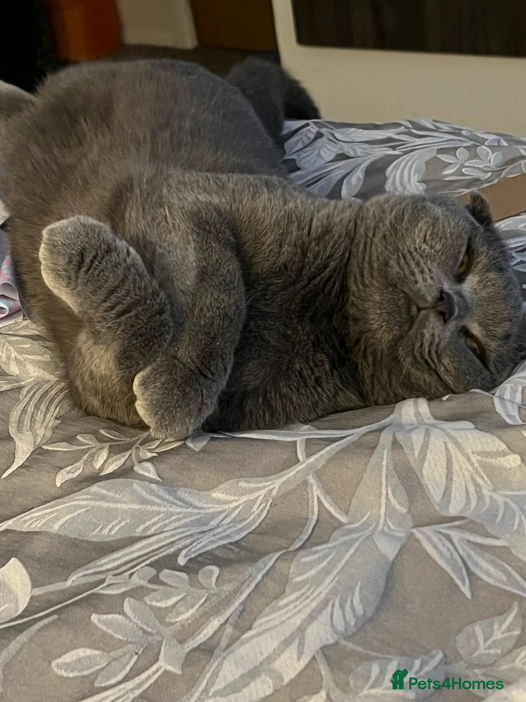 Scottish Fold cats for sale: Scotish fold  - Advert 3