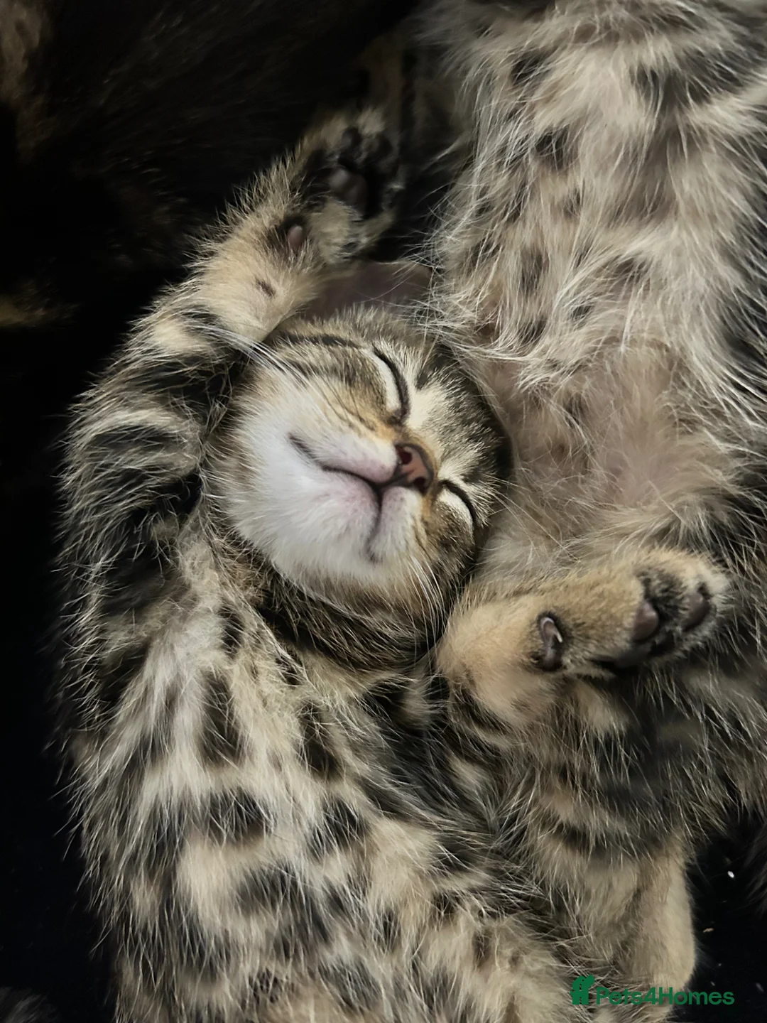Mixed Breed cats for sale: 3 male kittens - Advert 4