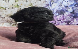 Cockapoo dogs for sale: sable & phantom & tri colour cockapoo puppies  - Image 27