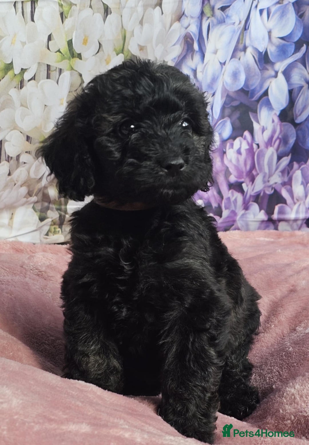 Cockapoo dogs for sale: sable & phantom & tri colour cockapoo puppies  - Image 27